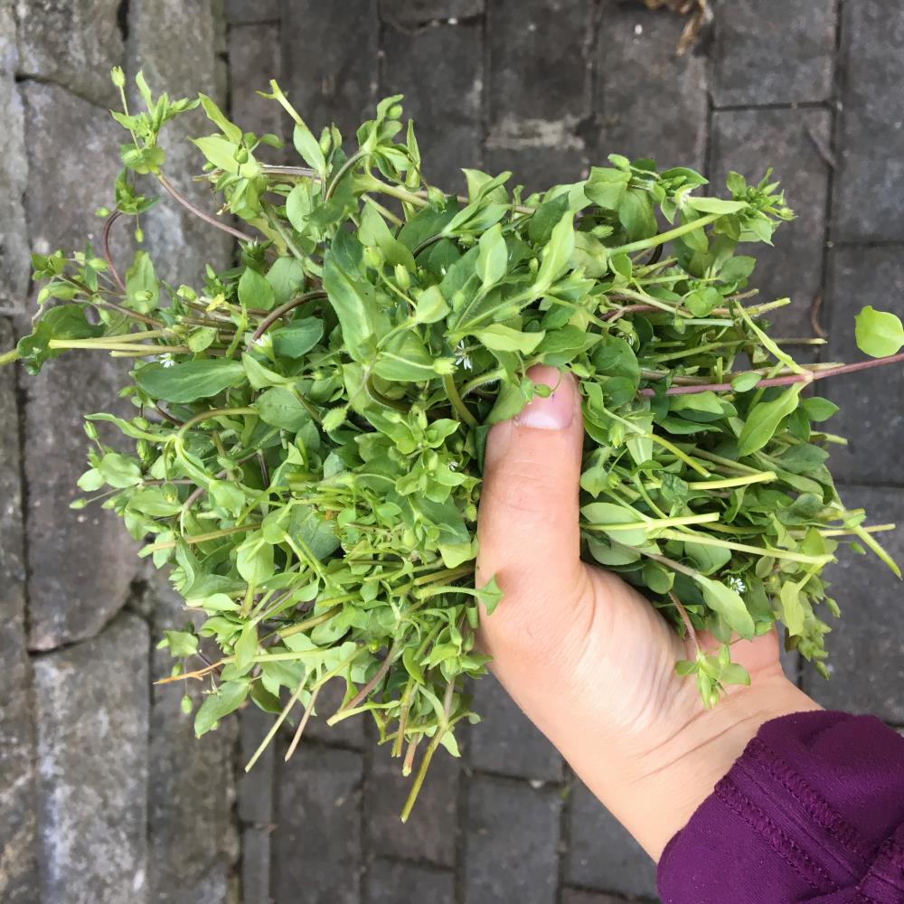 Edible Backyard Weeds - Clifton Garden Club