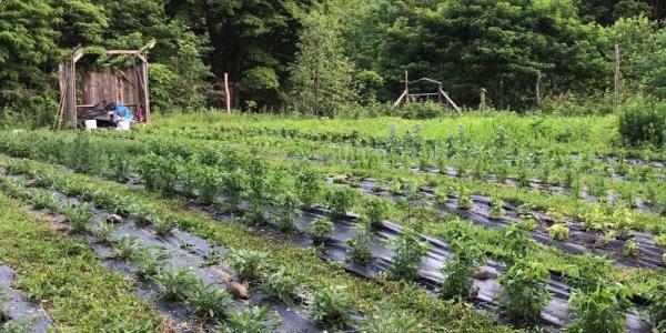 50+ Medicinal Plant Varieties