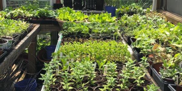 5,000+ Plants 