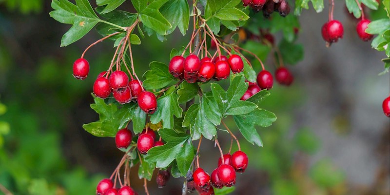 Meet the Herbs in our Heart Oxymel