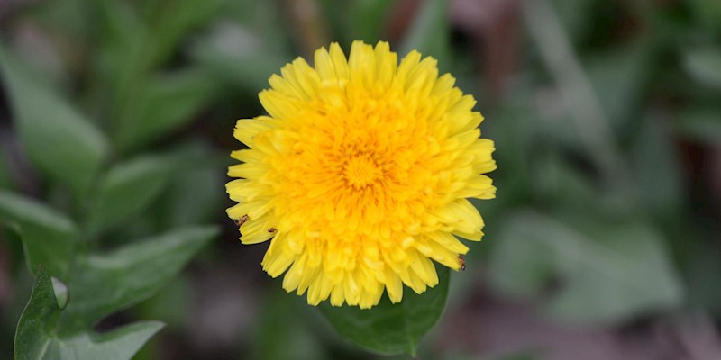 Top 5 Herbs for Digestion