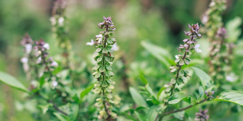 Top 5 Herbs that are Safe for Kids