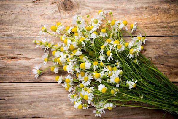 Top Five Herbs for A Restful Night's Sleep