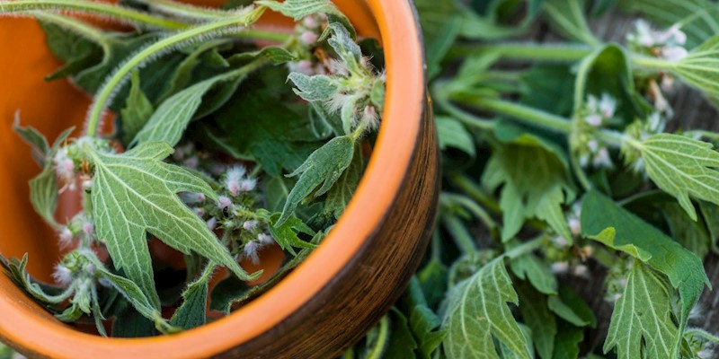 Wild Weeds for Women’s Health: Hormone-Balancing Spring Herbs