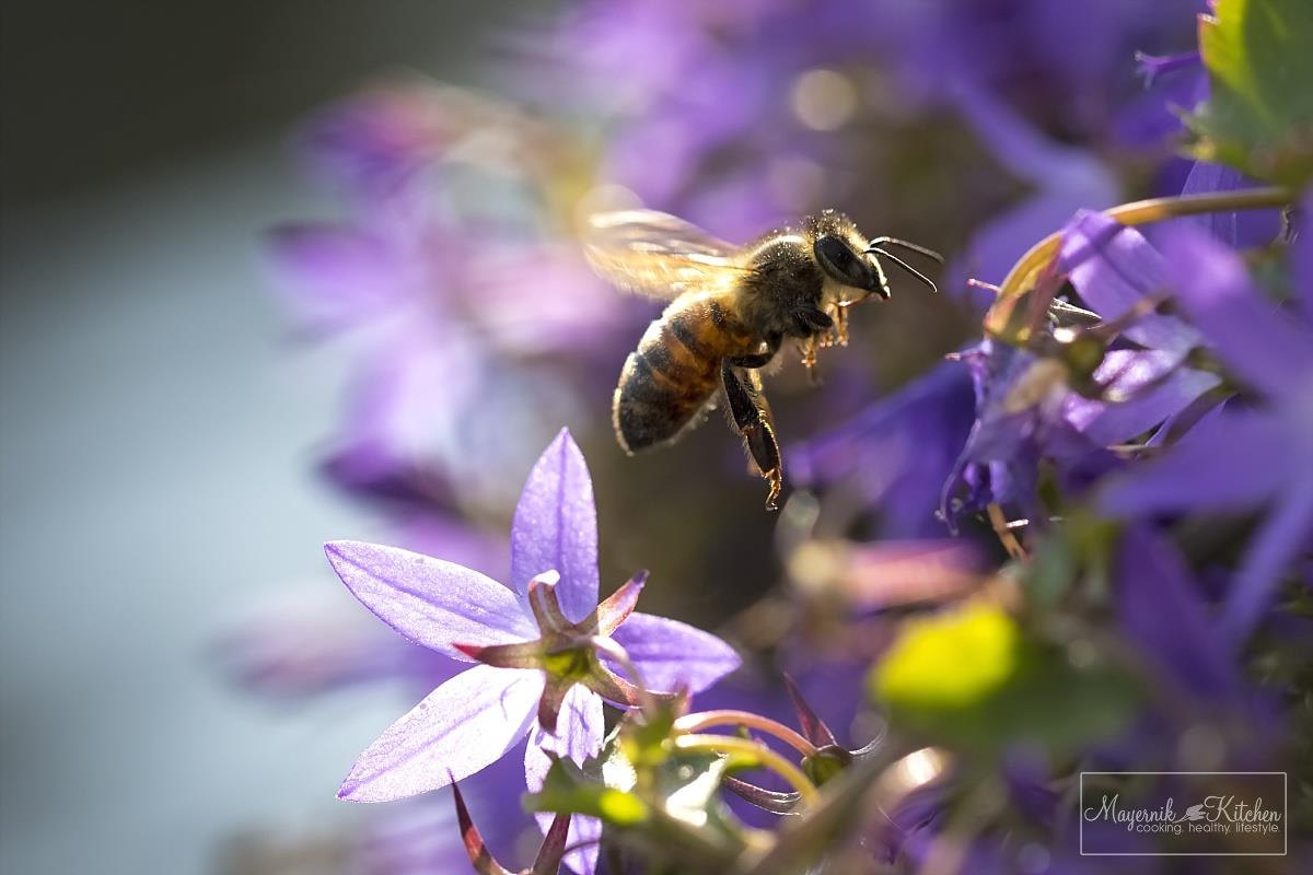 Why I Stand Up for Bees - Despite my Fear | Northern NJ