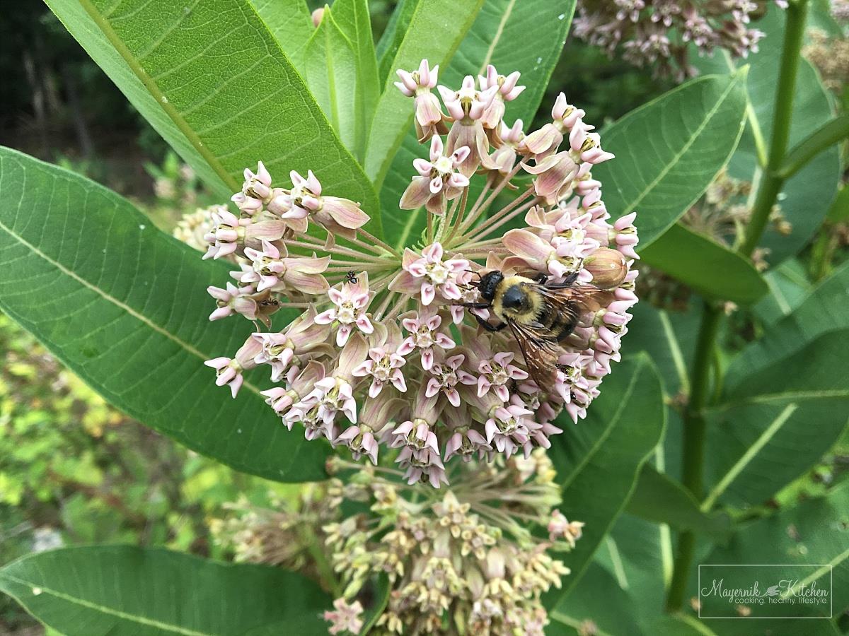 Pickled Common Milkweed - New Jersey