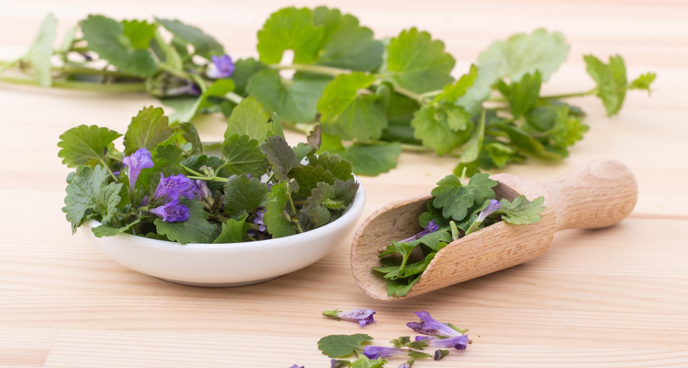 Ground Ivy + Tincture