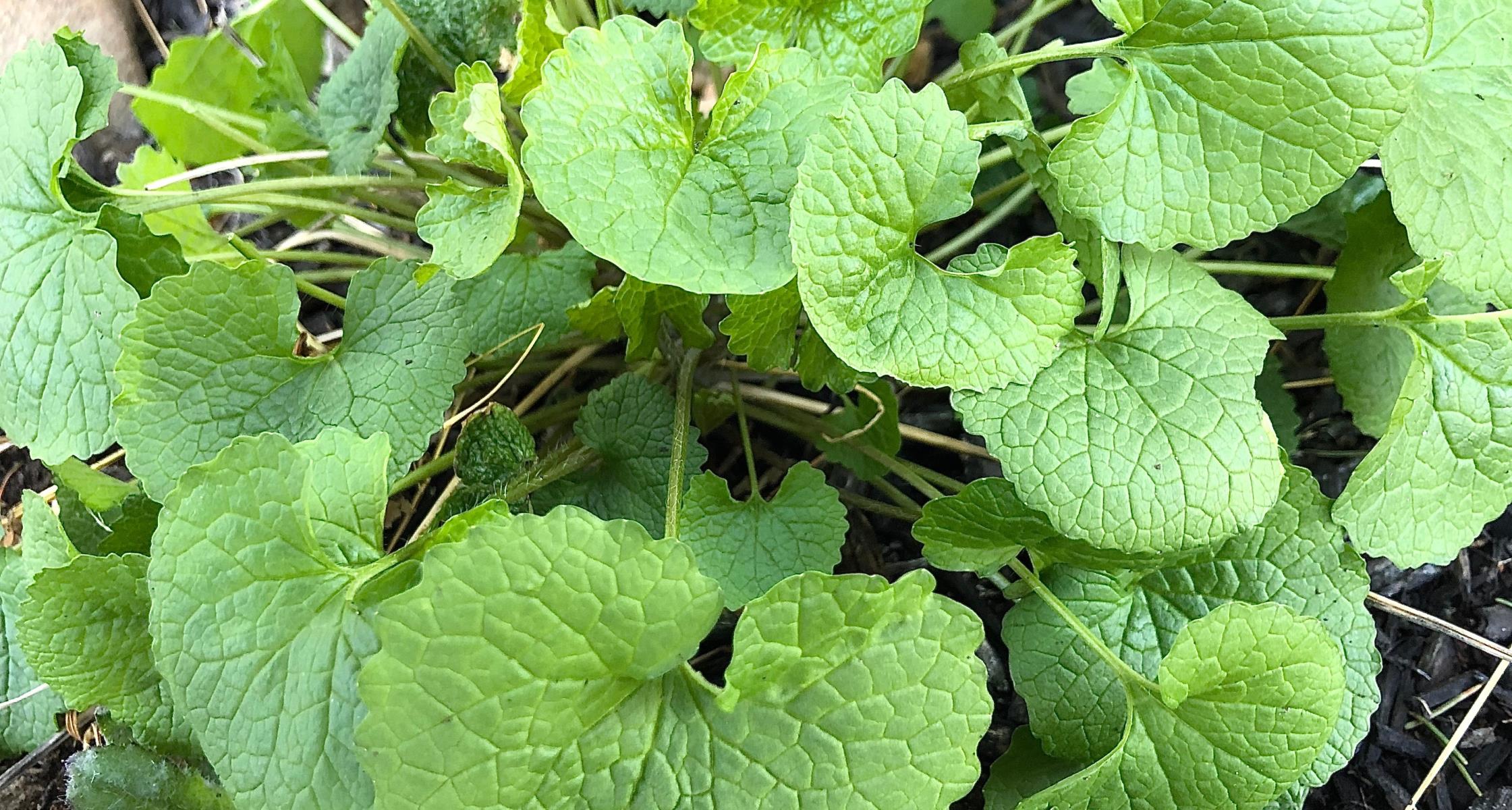 Garlic Mustard - What's Growing Wednesday