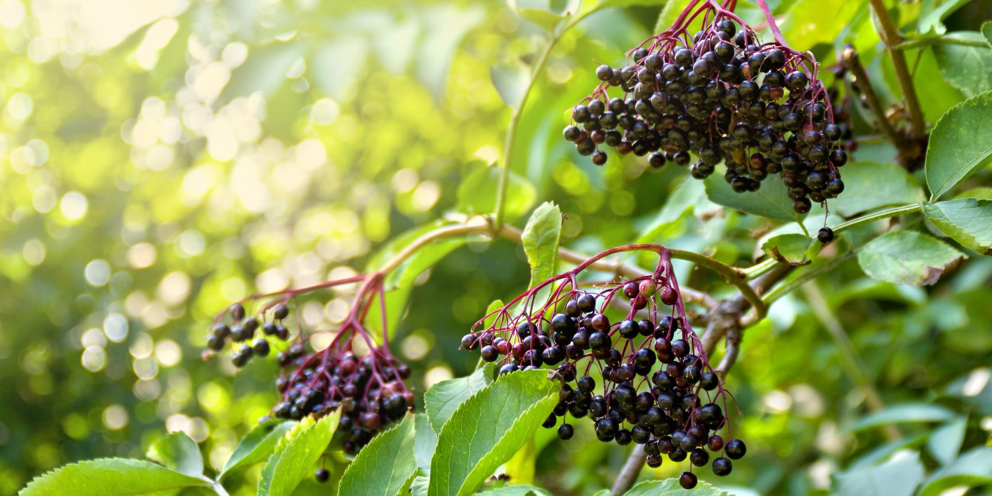 The Magic of Elderberries