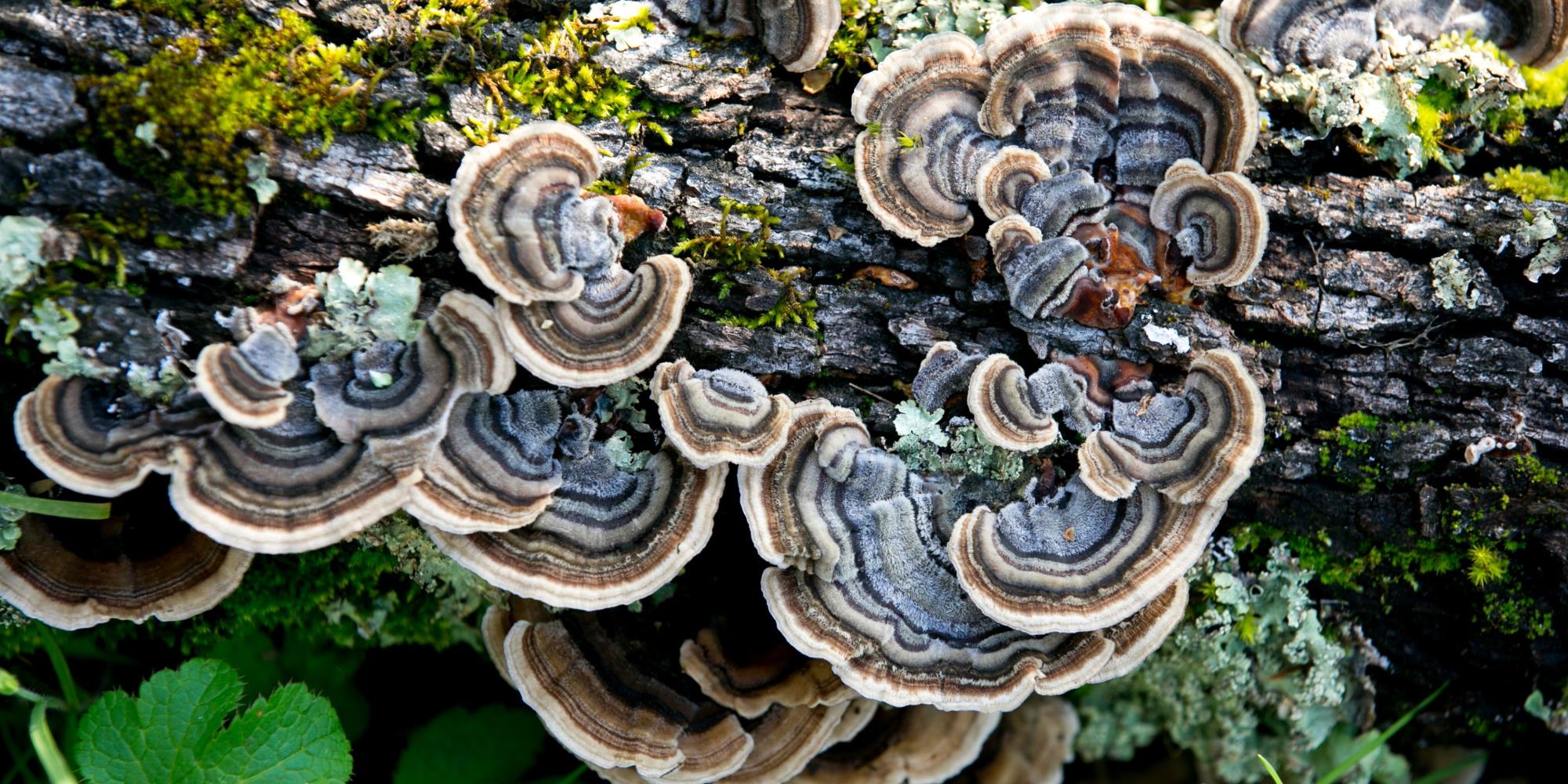 3 Immune Boosting Medicinal Mushrooms You Can Forage in New Jersey