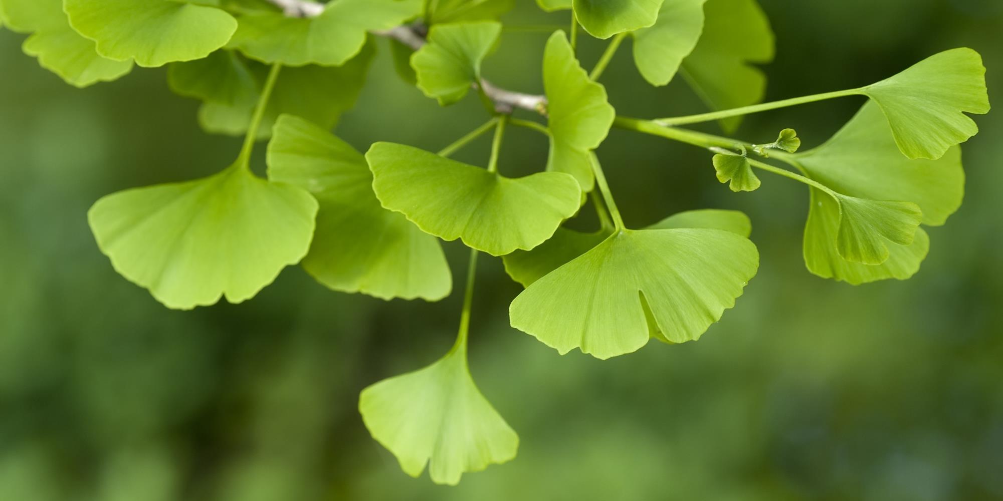 Four Trees with Surprising Health Benefits you can find in New Jersey