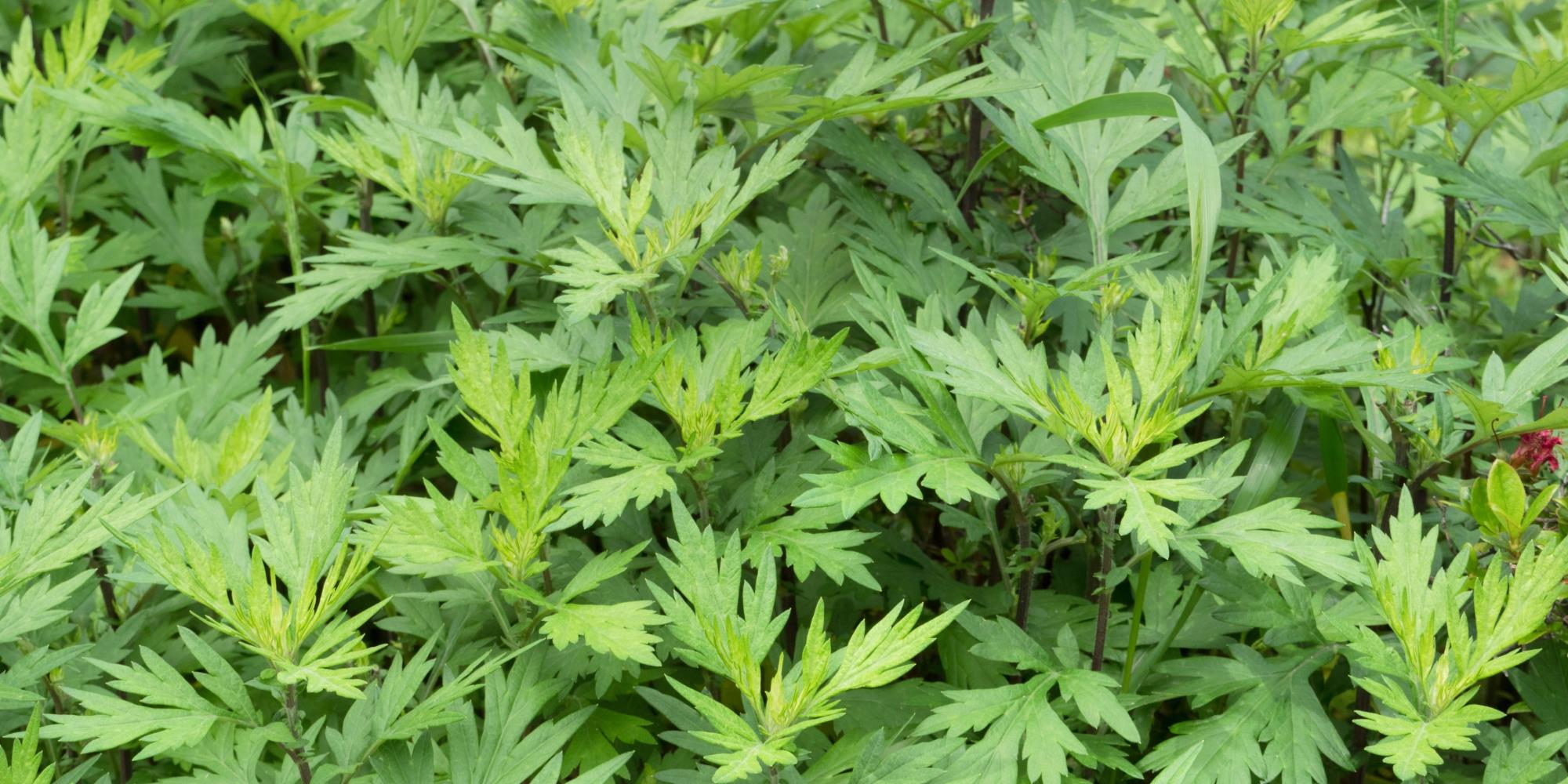 3 Things to do with Mugwort