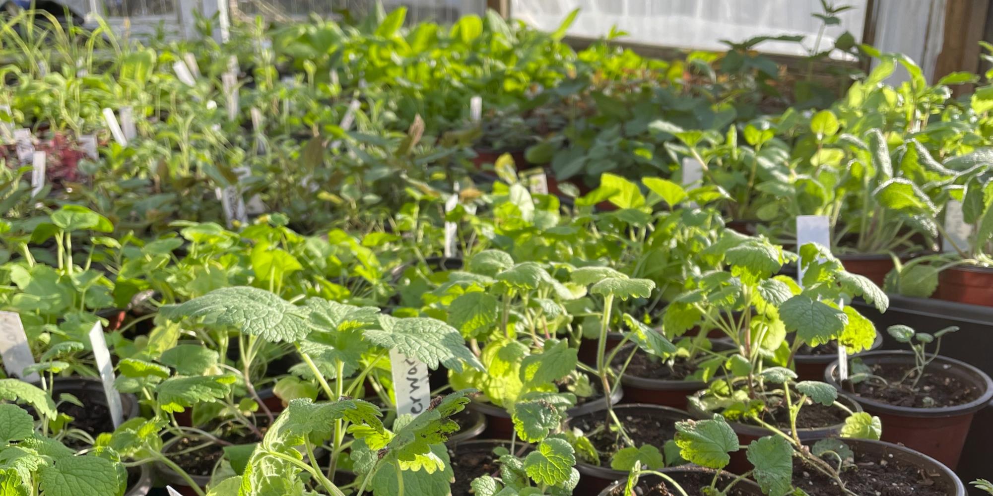 2021 Mayernik Kitchen Medicinal Plant Sale