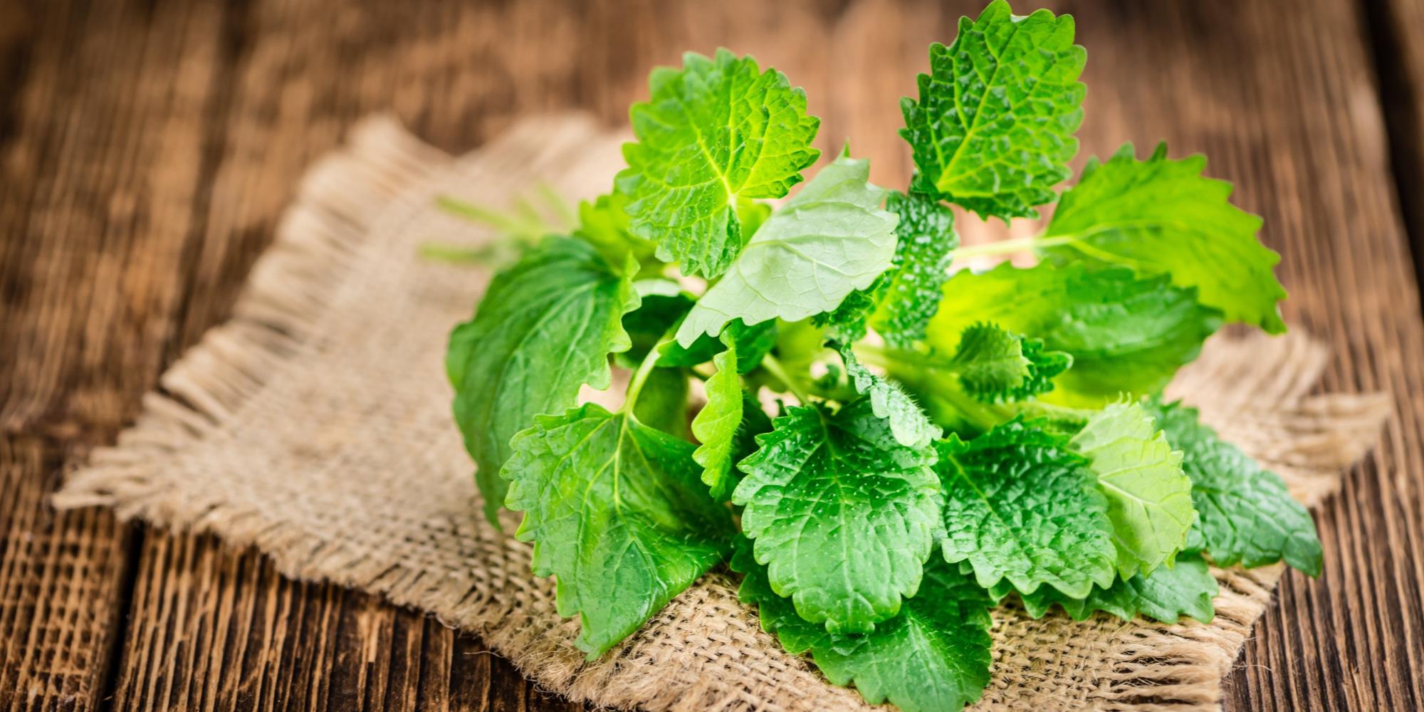 Growing and using Lemon Balm