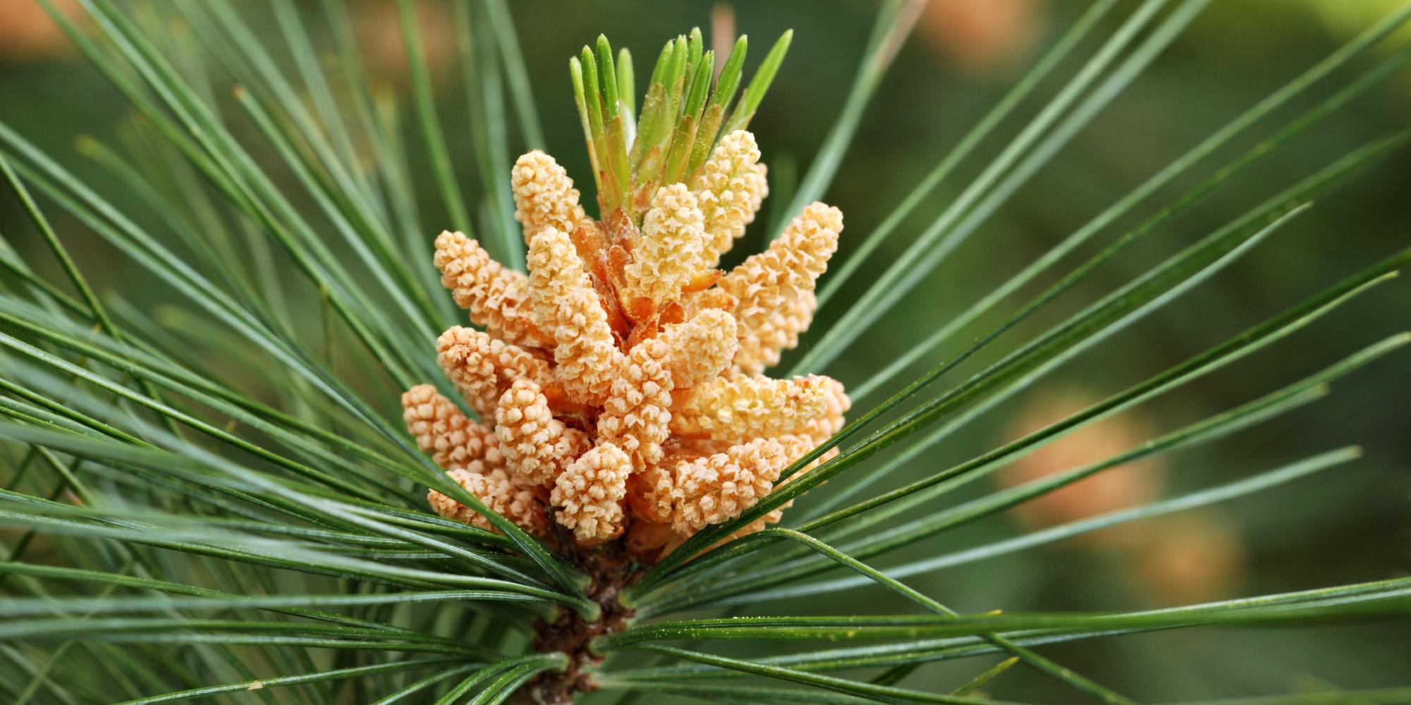 What are the health benefits of white pine?
