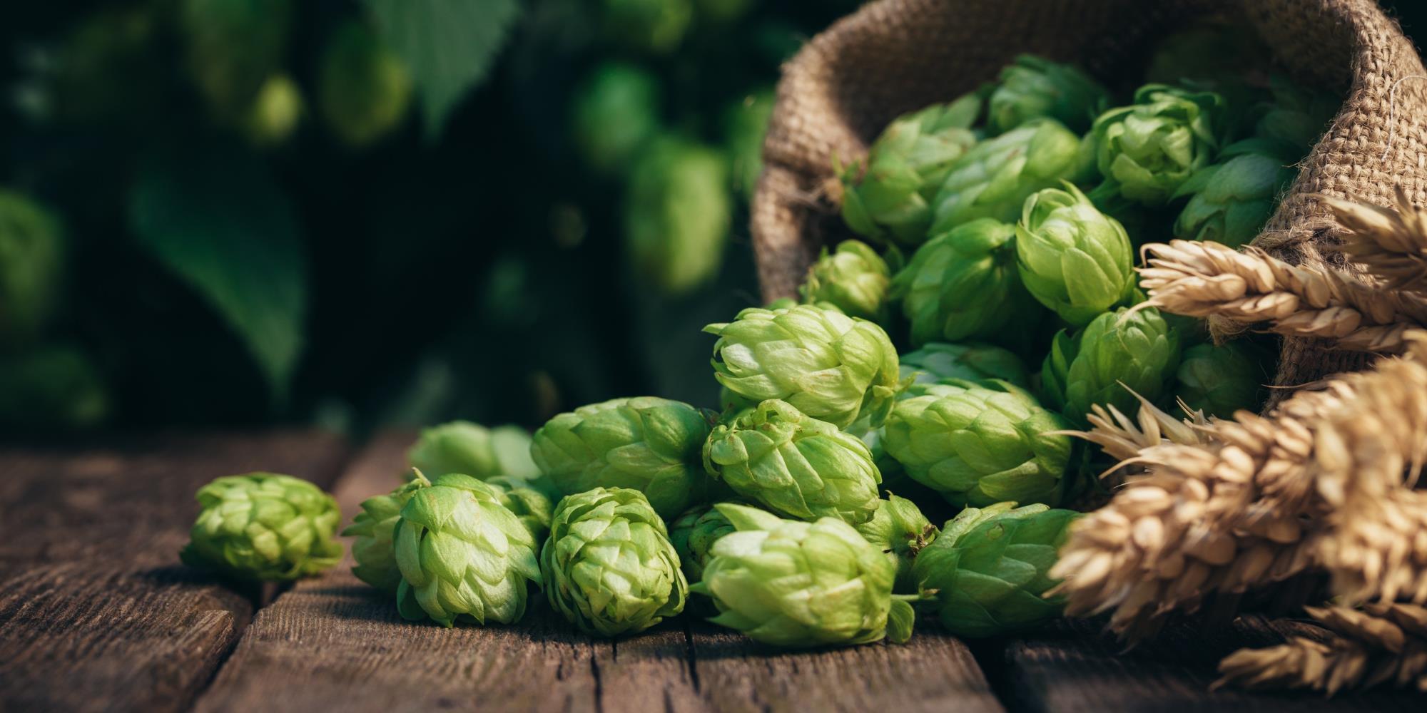 Can hops be used as a sleep aid?