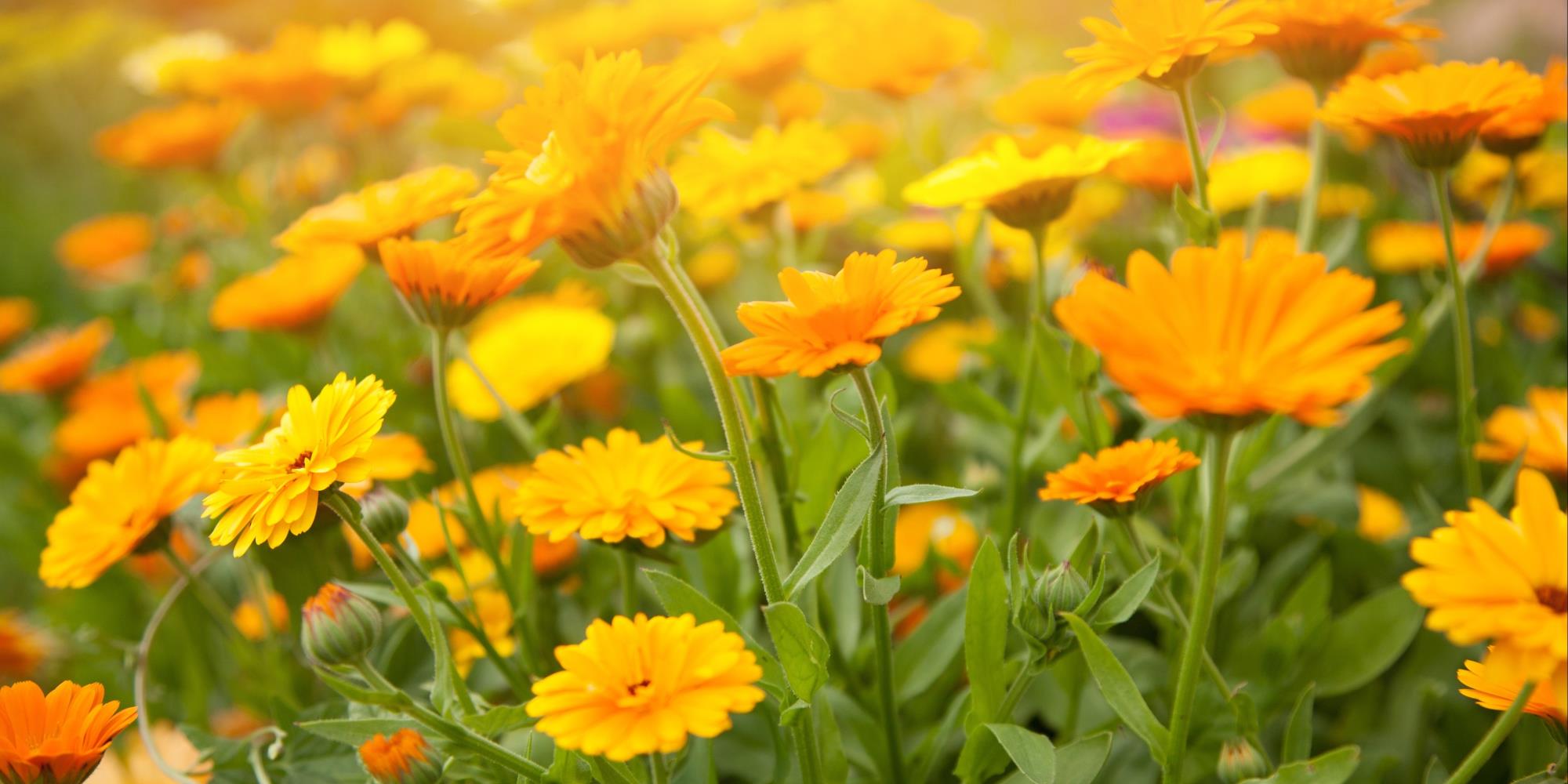 What are the benefits of Calendula flowers?