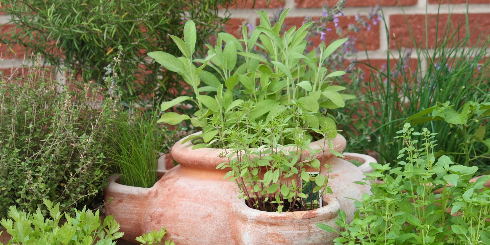 4 Medicinal Plants You Can Grow in Pots