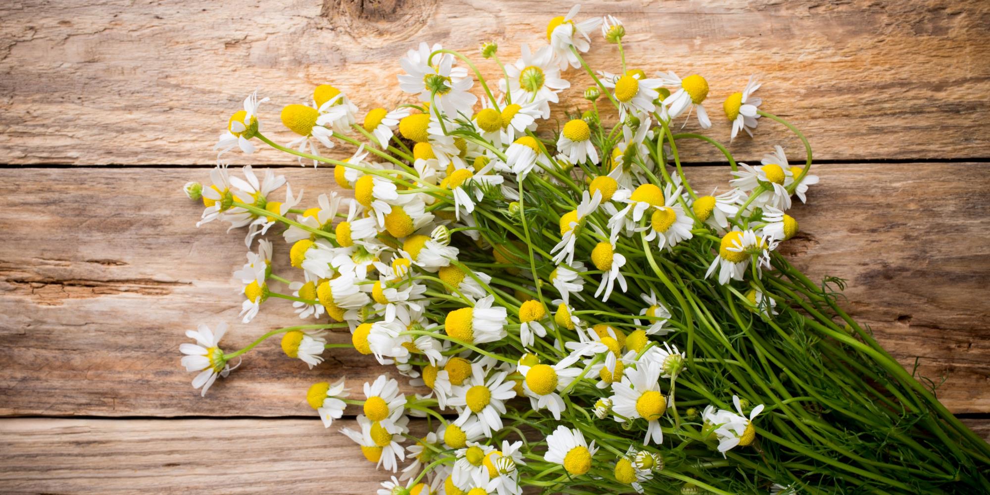 Comparing the effectiveness of chamomile and valerian for sleep and anxiety