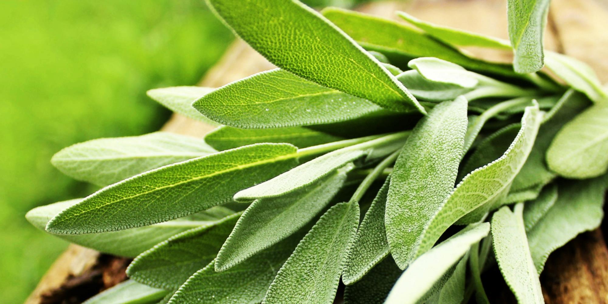 3 Memory Enhancing Herbs