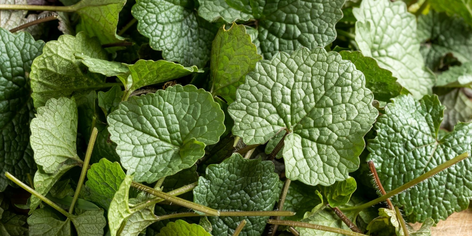 Spring Herbs to Forage