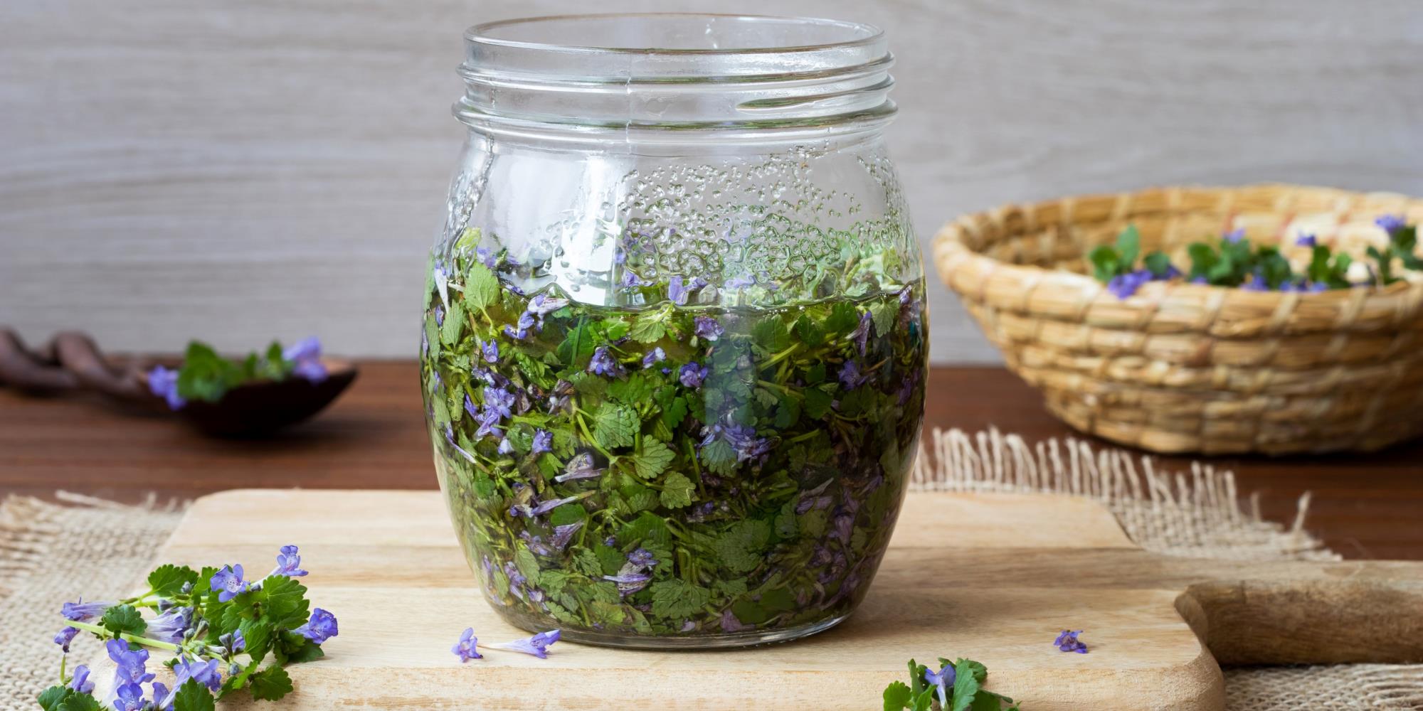 The Benefits of Ground Ivy