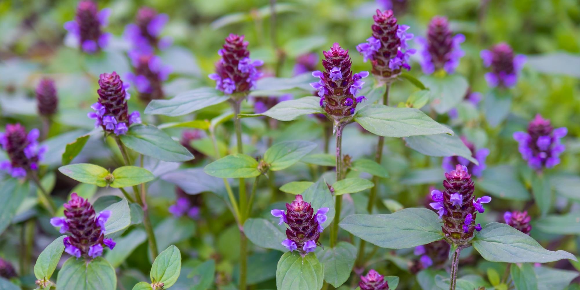 Late Spring Herbs to Forage in your Backyard