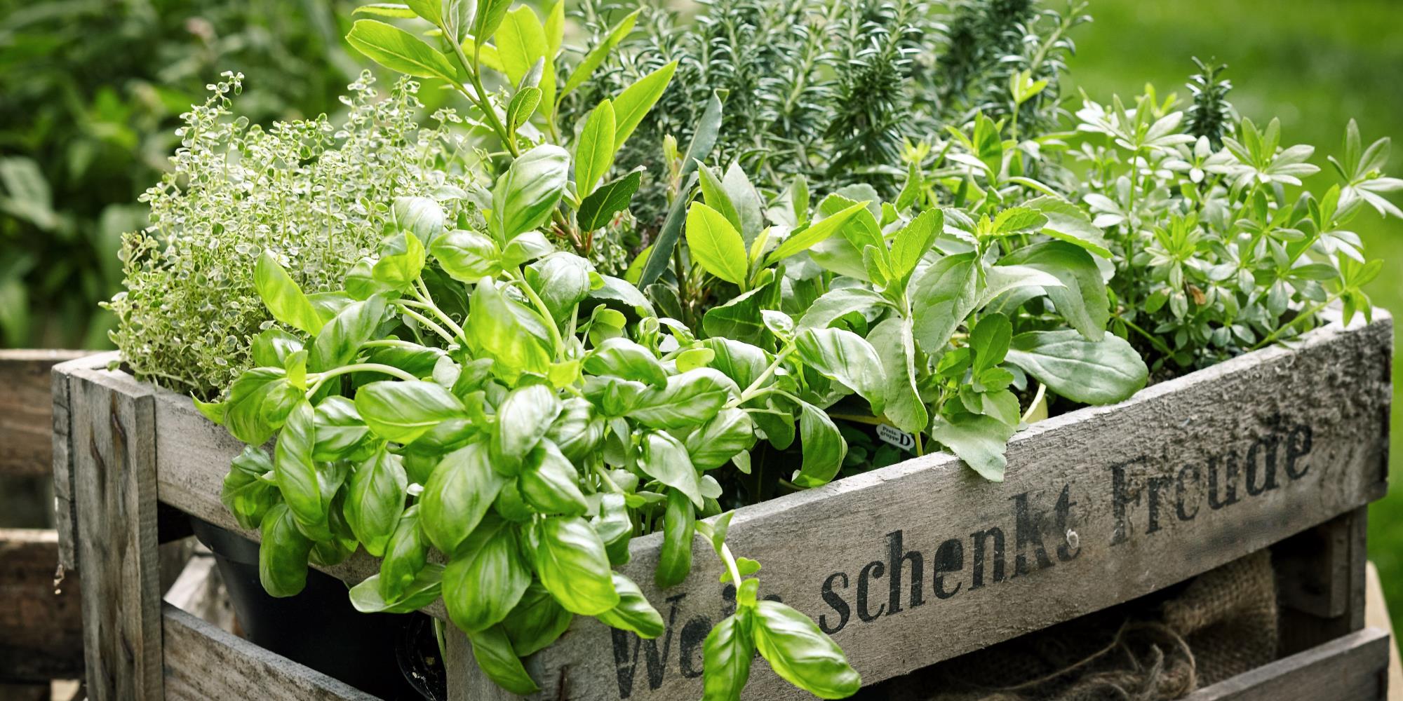 Healing Kitchen Garden Herbs