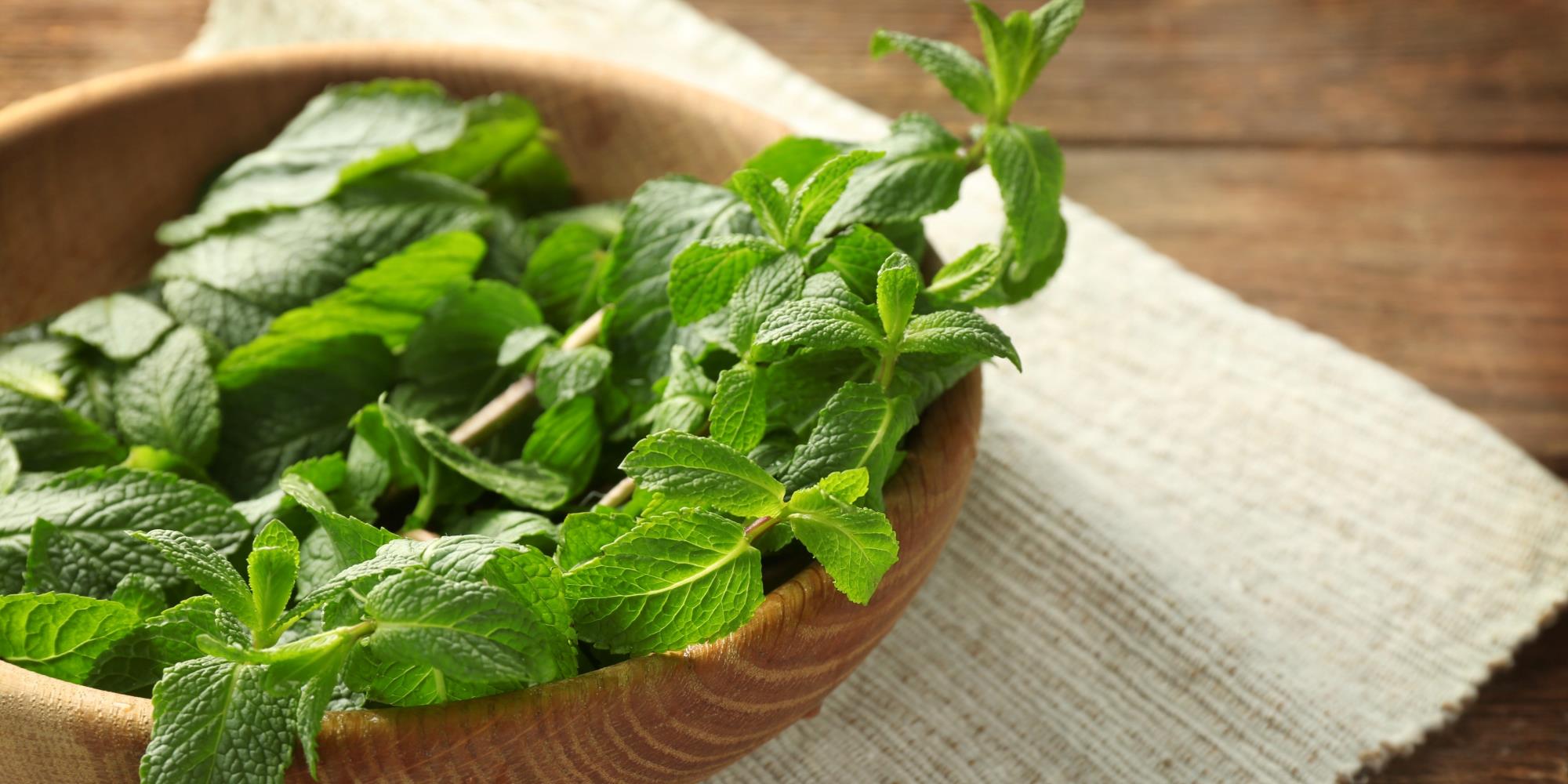 The Benefits of Lemon Balm