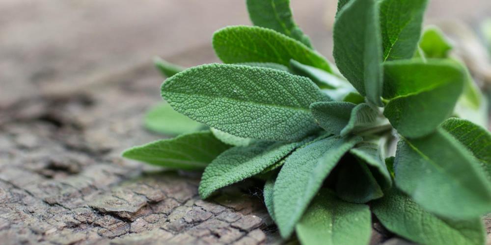 3 Ways to Use Sage