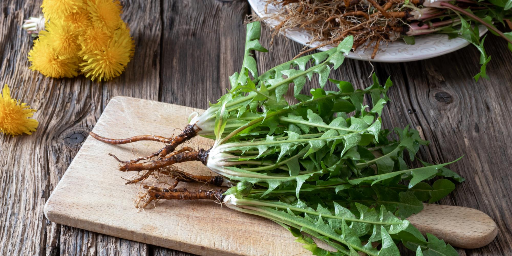 5 Early Autumn Herbs to Forage