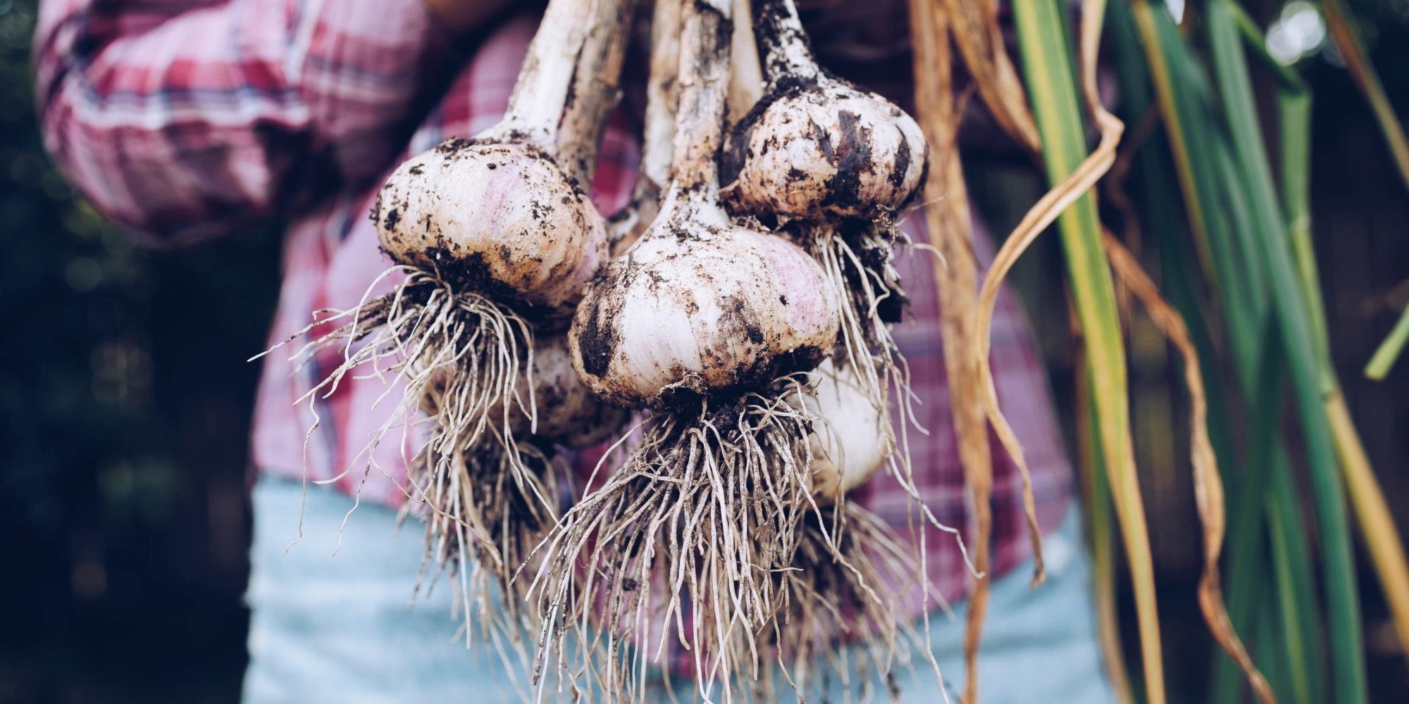 The Healing Powers of Garlic