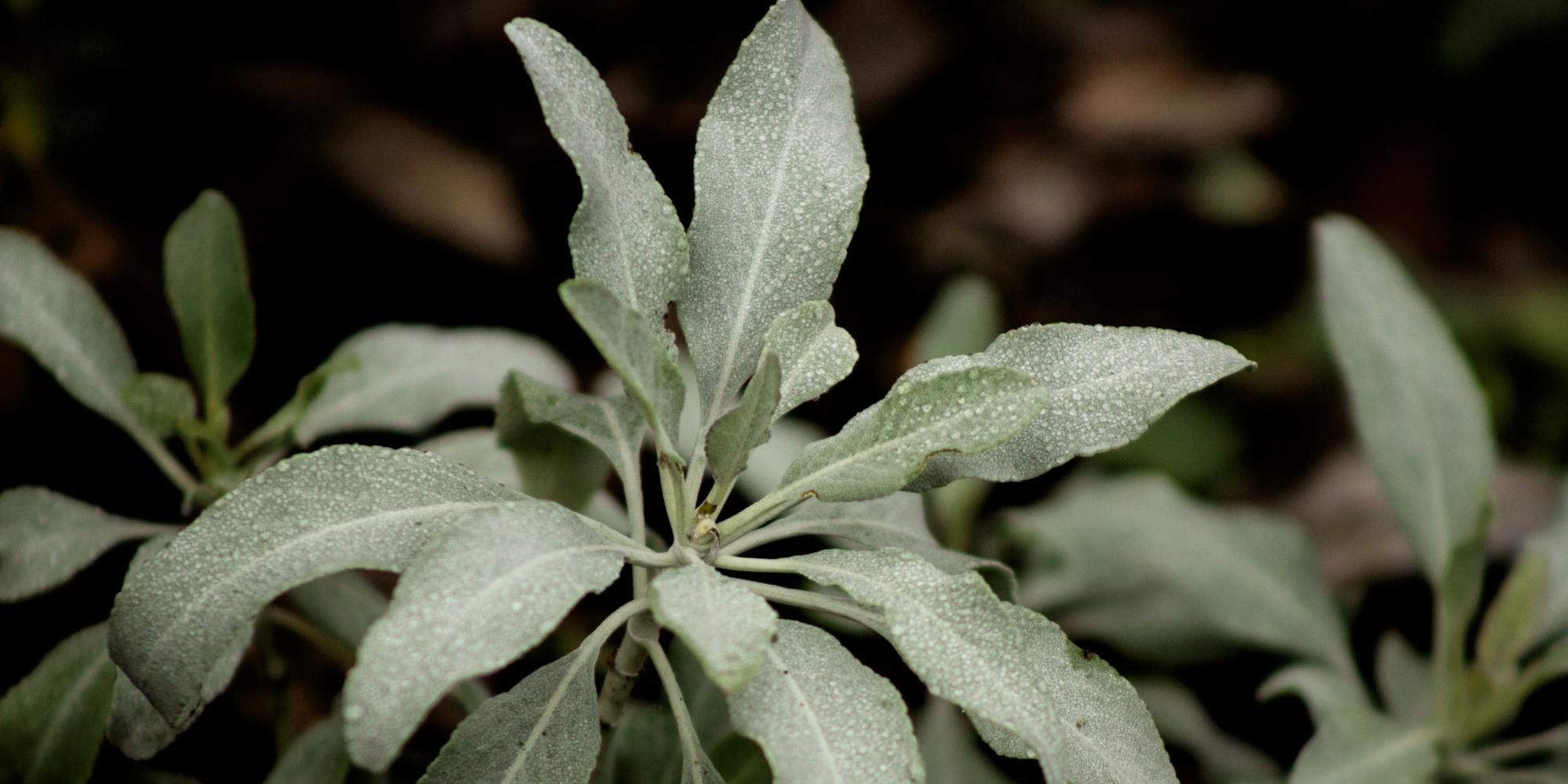 Sage vs White Sage - What’s the difference?