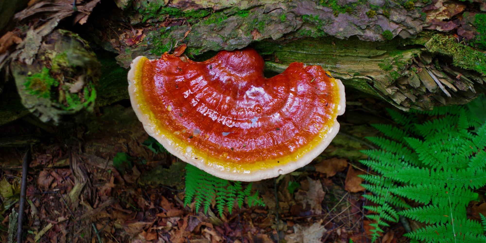 5 Benefits of Reishi Mushroom