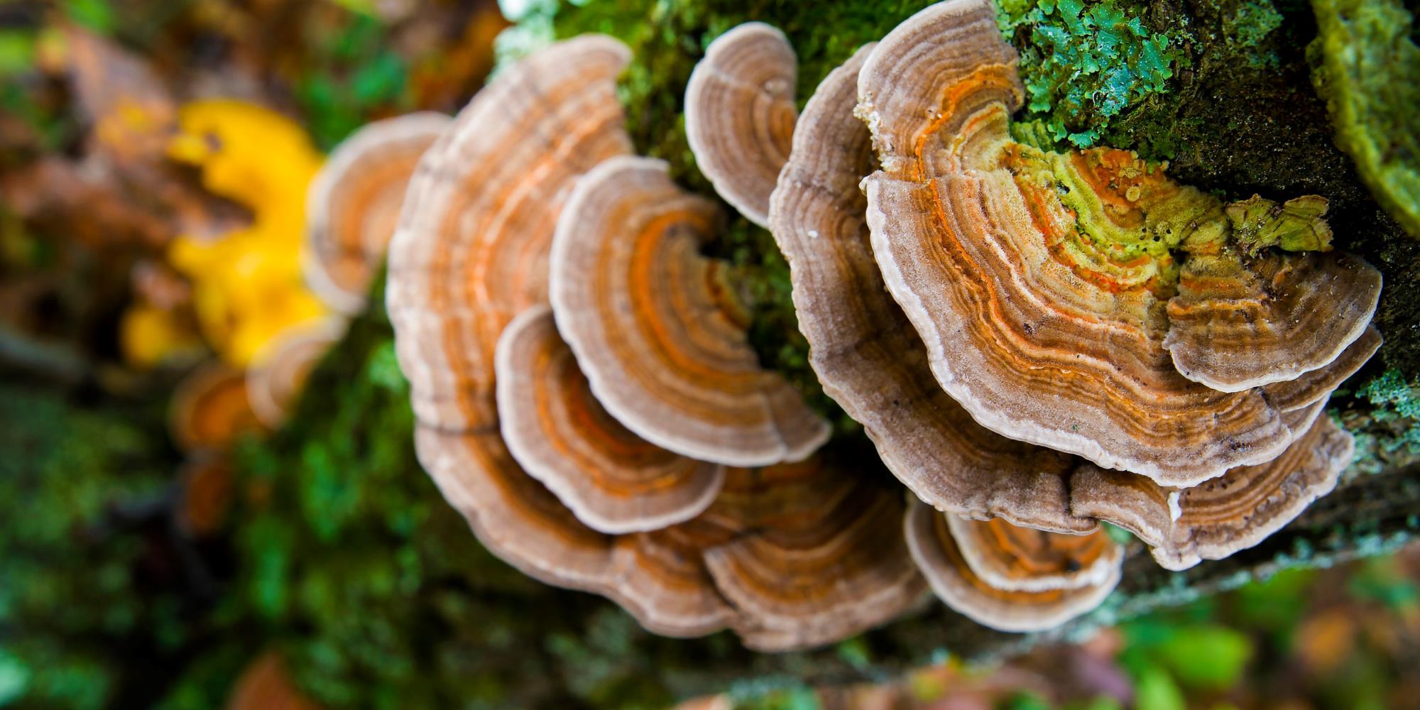 All things Mushrooms + Medicinal Benefits