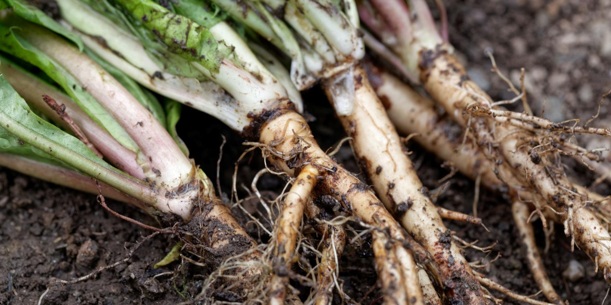 Springtime Bitter Herbs for Digestion & Gut Health