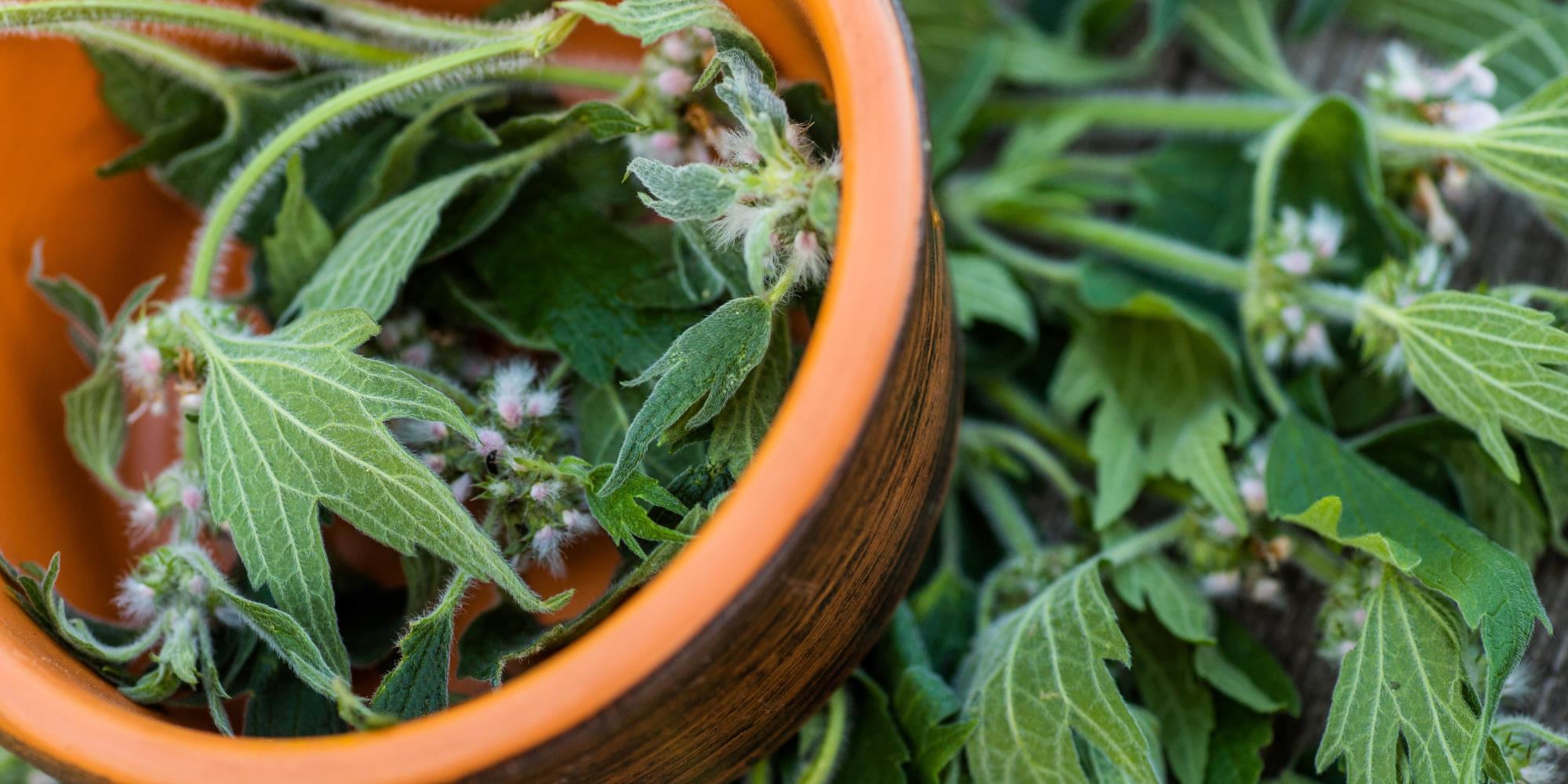 Wild Weeds for Women’s Health: Hormone-Balancing Spring Herbs