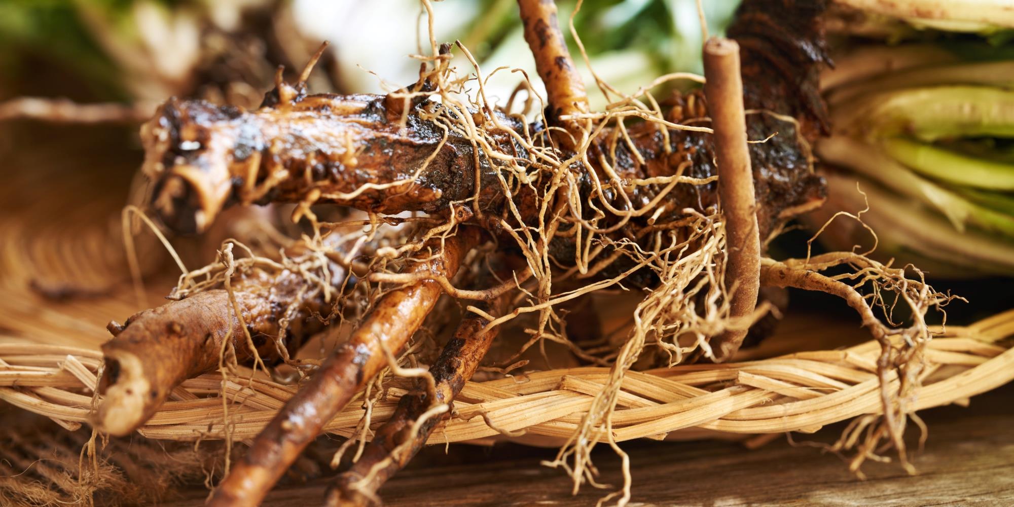 Root Medicine: Digging Deep with Autumn’s Healing
