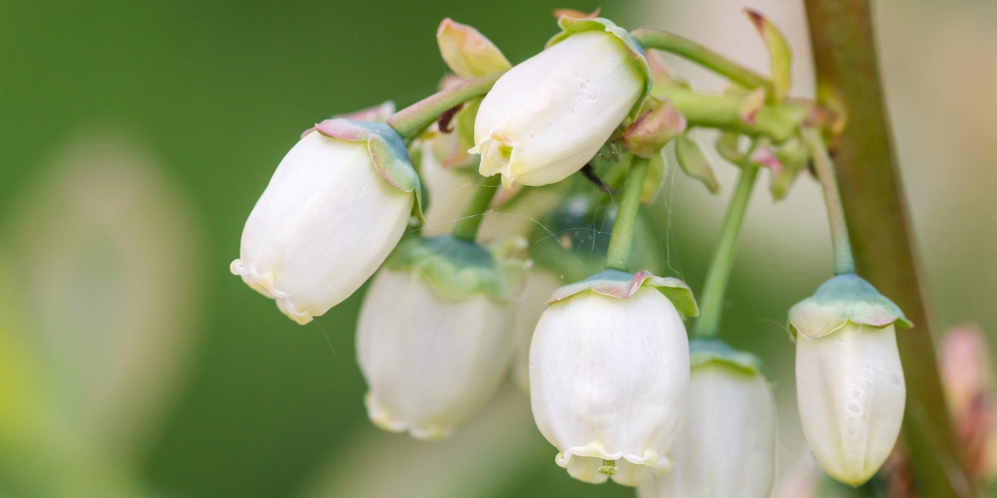 All About Blueberry Blossom Flower Essence