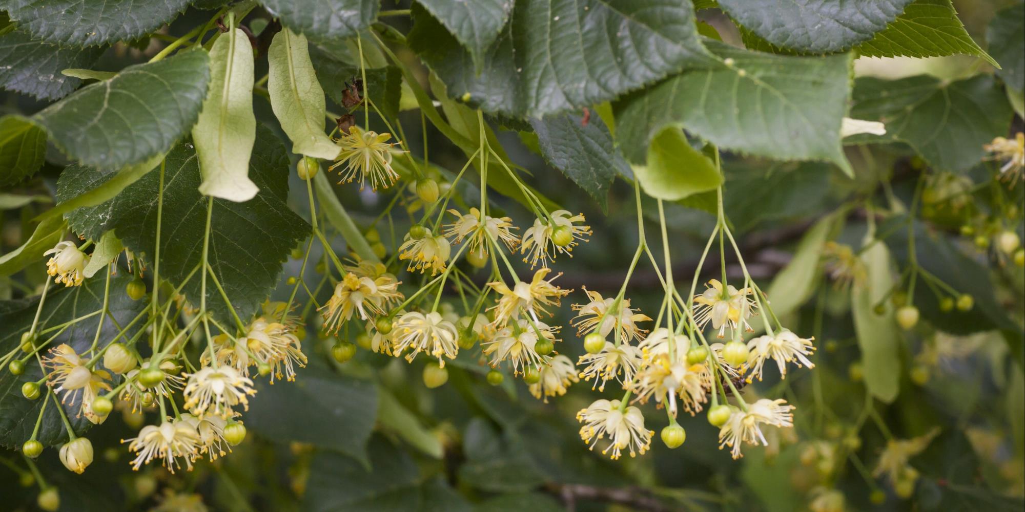 Herbs for a Happy Heart