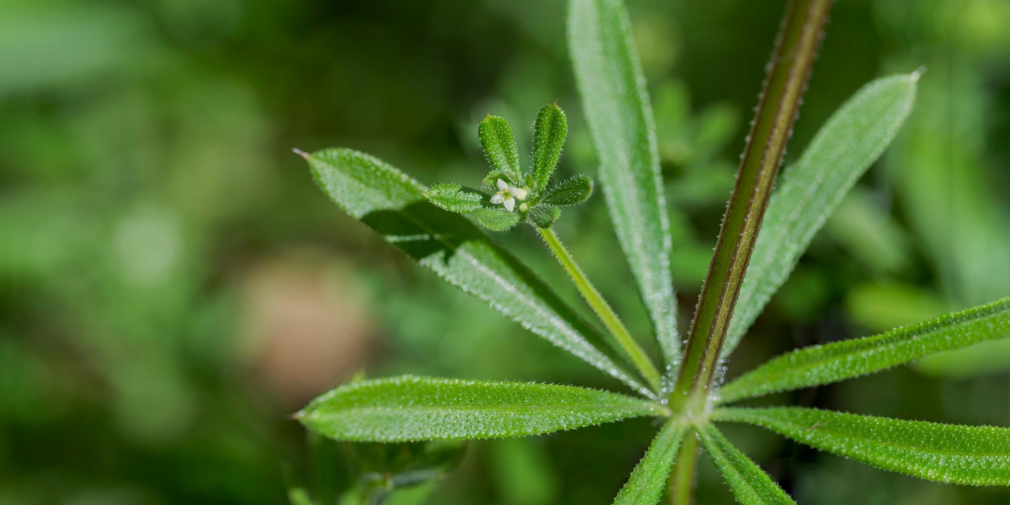 Late Winter Tonic -Preparing Your Body for the Coming Spring