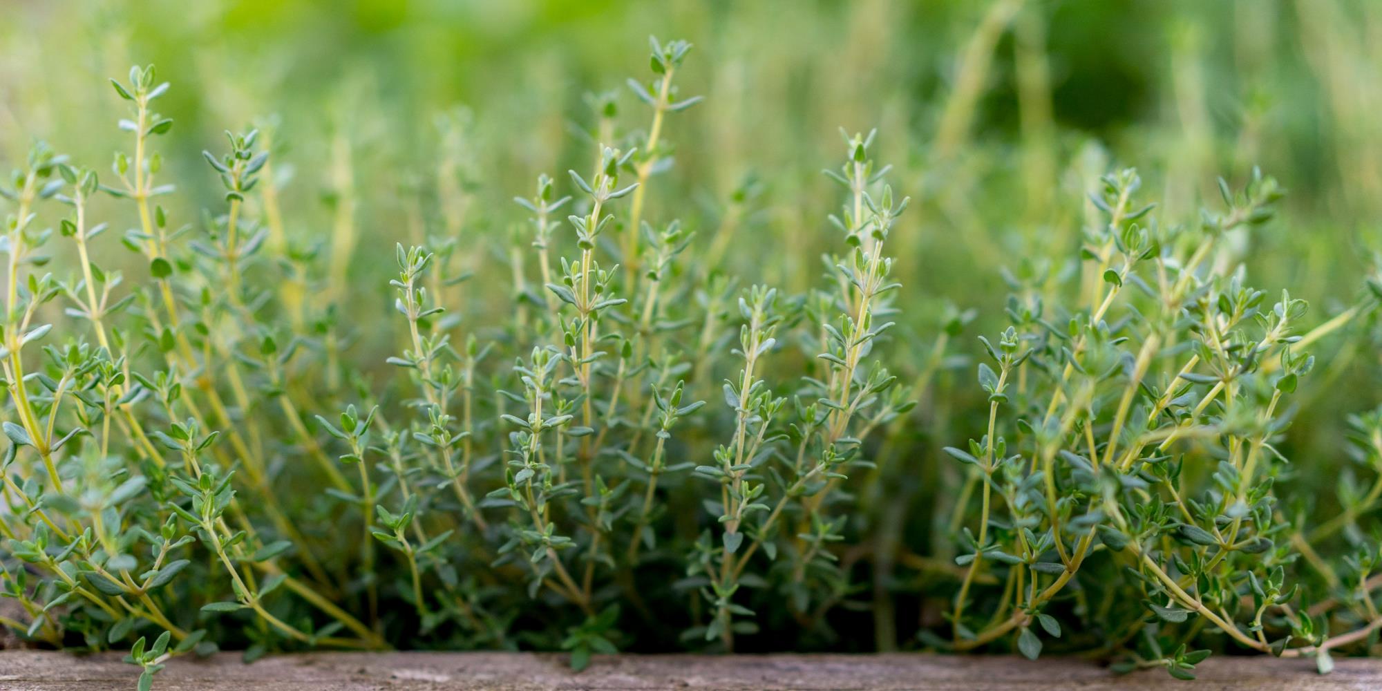 Strengthening Immunity in Late Winter Before Spring Allergies Hit