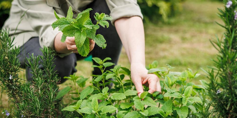 Lemon Balm: The Sunlit Friend