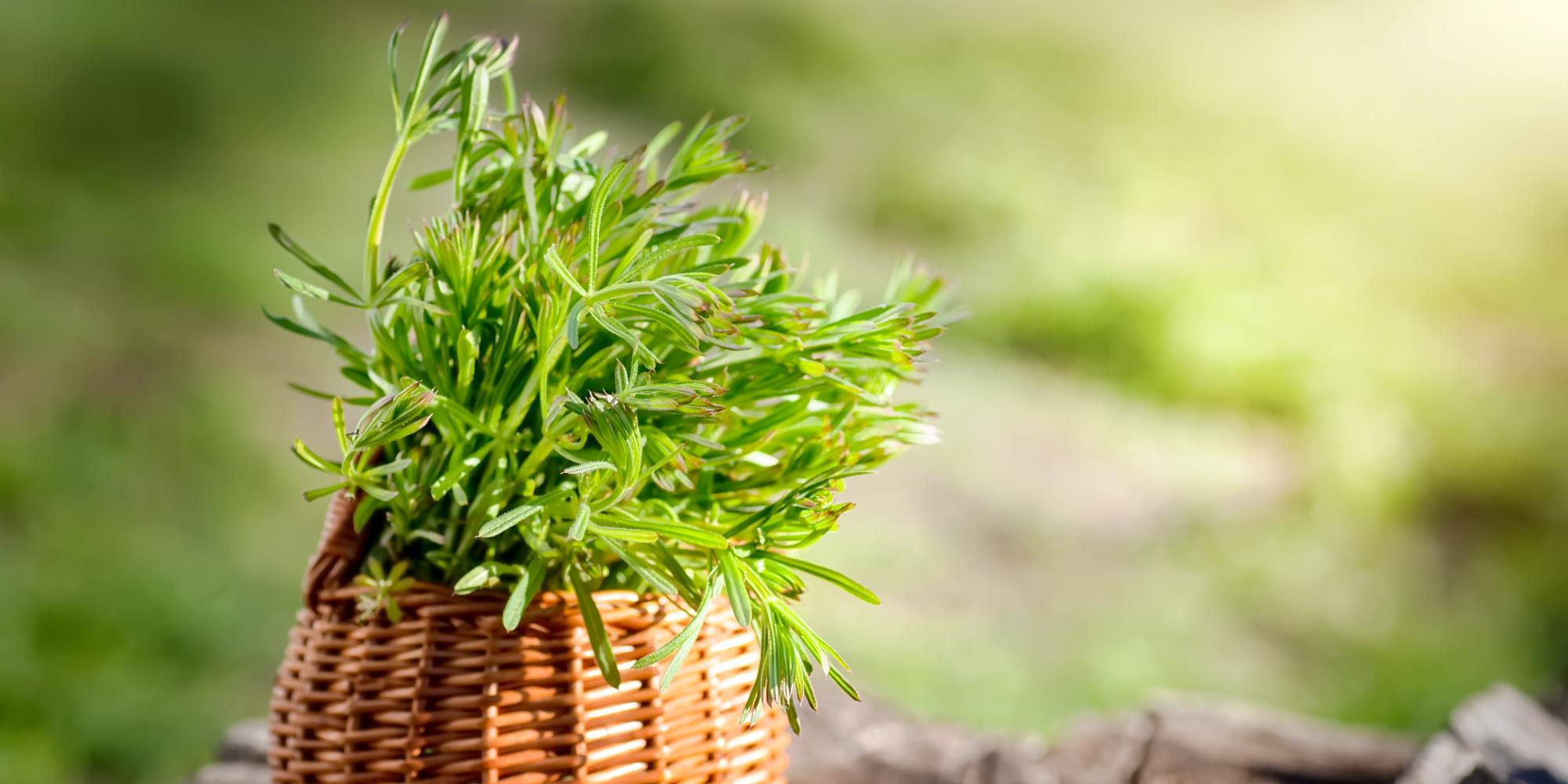 Spring’s Gentle Detox: Herbs that Help the Body Wake Up Naturally