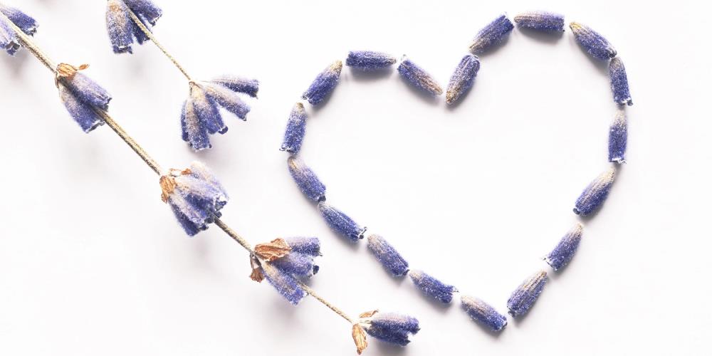 Lavender: The Violet Healer