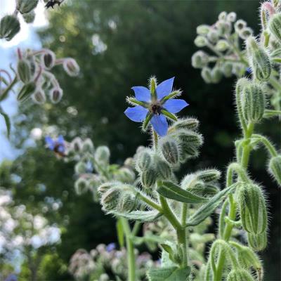 Medicinal Plants 101