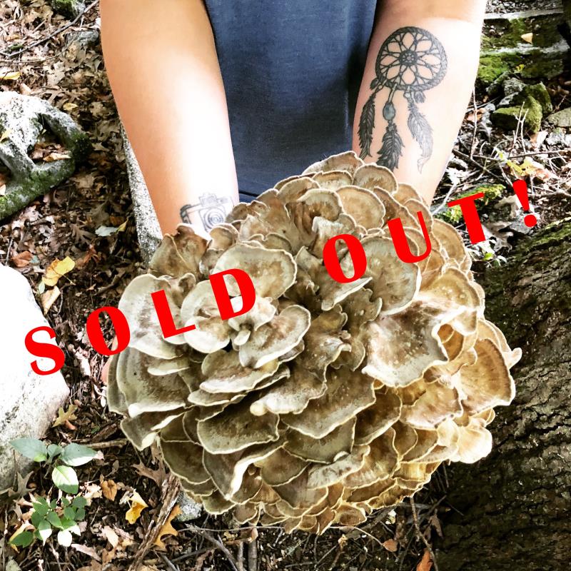 Medicinal Mushroom Talk