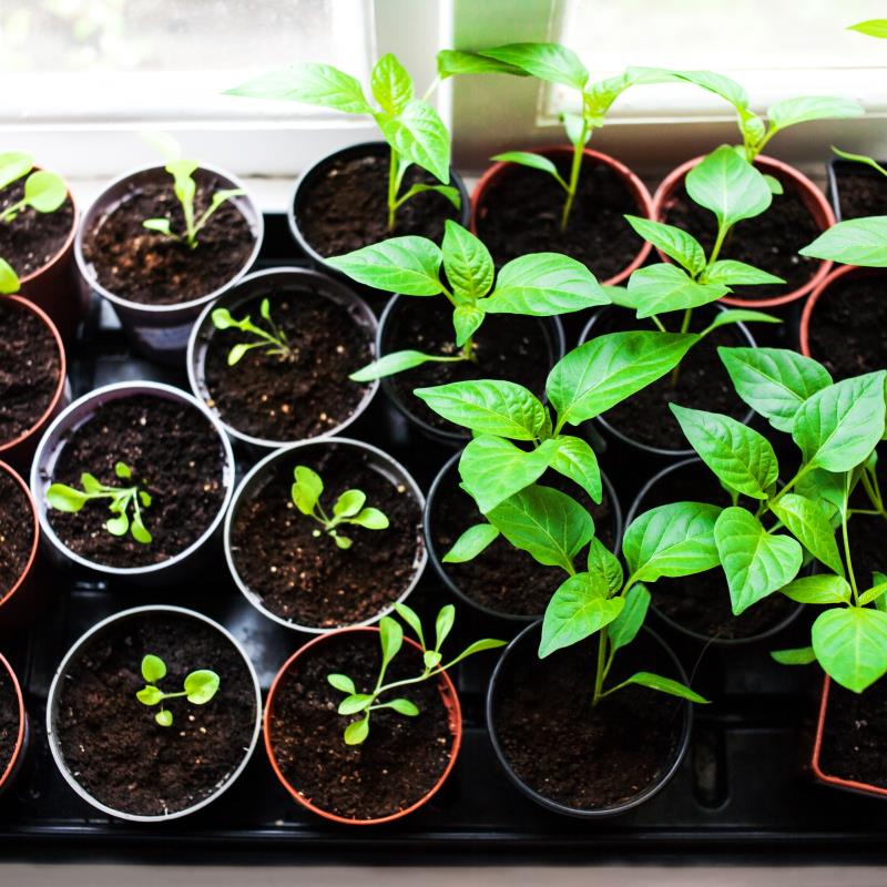 Volunteer Program - Seed Planting 3