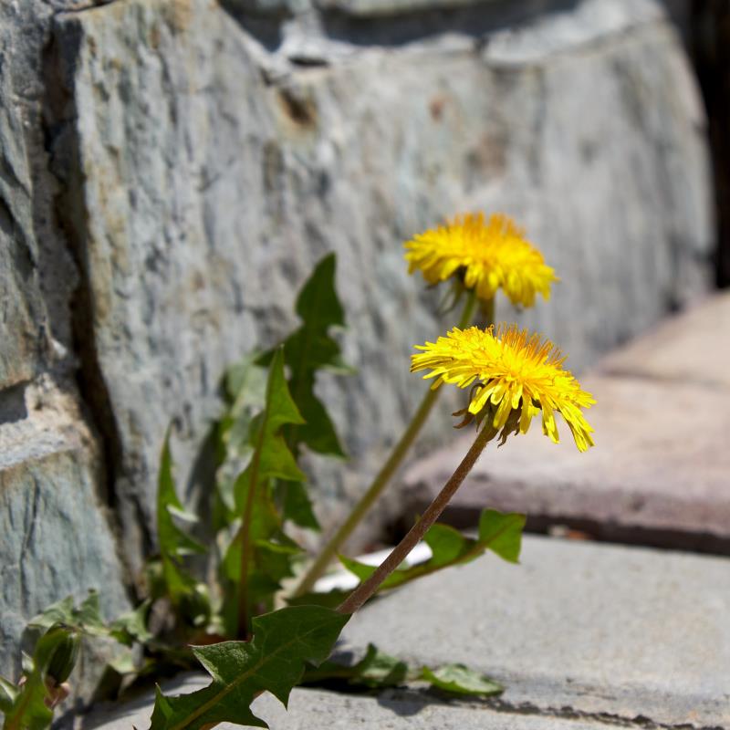 Weed Walk in Franklin Lakes