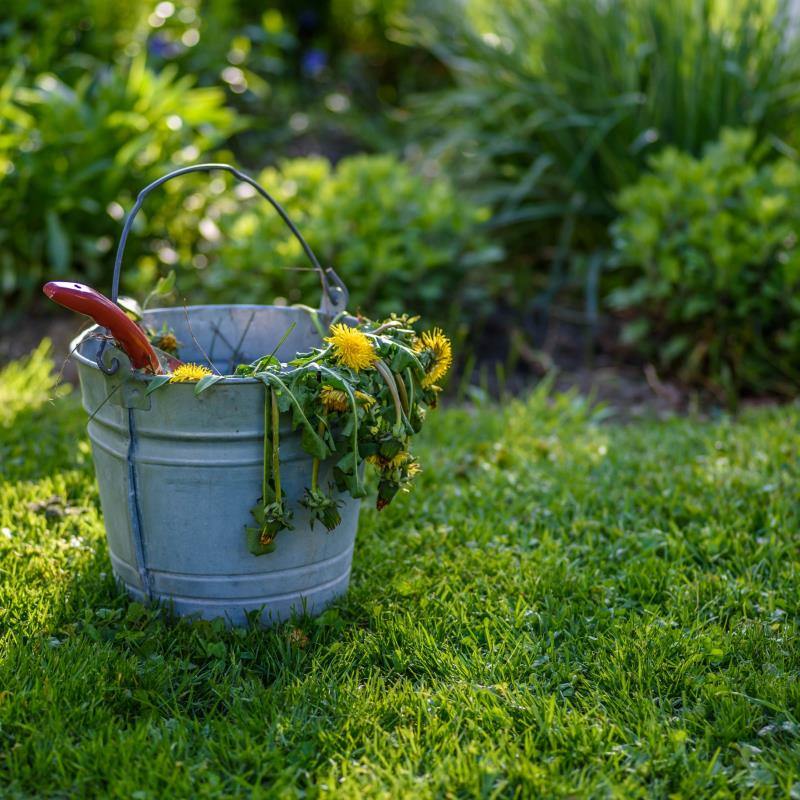 Backyard Medicinal Herbs @ Parsippany Library